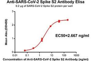 Elisa plate pre-coated by 2 μg/ml(100μl/well) SARS-CoV-2 Spike S2 protein can bind Rabbit Anti-SARS-CoV-2 Spike S2 monoclonal antibody (clone:DM42) in a linear range of 0. (Rekombinanter SARS-CoV-2 Spike Antikörper)