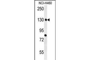 CTTB2 Antibody (N-term) (ABIN651681 and ABIN2840358) western blot analysis in NCI- cell line lysates (35 μg/lane). (CTTNBP2 Antikörper  (N-Term))