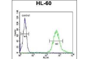 WDTC1 Antibody (C-term) (ABIN651137 and ABIN2840092) flow cytometric analysis of HL-60 cells (right histogram) compared to a negative control cell (left histogram). (WDTC1 Antikörper  (C-Term))