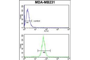 Flow cytometry analysis of MDA-MB231 cells (bottom histogram) compared to a negative control cell (top histogram). (TGOLN2 Antikörper  (C-Term))