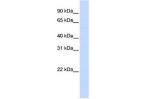 Image no. 1 for anti-Leucine Rich Repeat Containing 24 (LRRC24) (AA 72-121) antibody (ABIN6740903) (LRRC24 Antikörper  (AA 72-121))