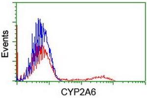 HEK293T cells transfected with either RC222995 overexpress plasmid (Red) or empty vector control plasmid (Blue) were immunostained by anti-CYP2A6 antibody (ABIN2455221), and then analyzed by flow cytometry. (CYP2A6 Antikörper)