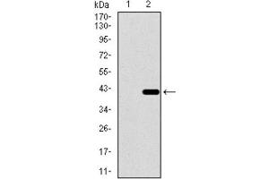 Western Blotting (WB) image for anti-Dynein, Axonemal, Light Chain 4 (DNAL4) (AA 1-105) antibody (ABIN1843369) (DNAL4 Antikörper  (AA 1-105))