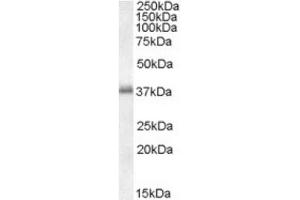 Image no. 1 for anti-Linker For Activation of T Cells (LAT) (C-Term) antibody (ABIN374446) (LAT Antikörper  (C-Term))