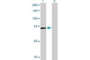 Western Blot analysis of RARS expression in transfected 293T cell line by RARS MaxPab polyclonal antibody. (RARS Antikörper  (AA 1-660))