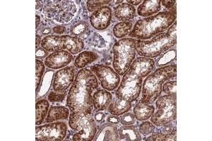 Immunohistochemical staining of human kidney with KIAA1468 polyclonal antibody  shows strong cytoplasmic positivity in cells in tubules. (KIAA1468 Antikörper)