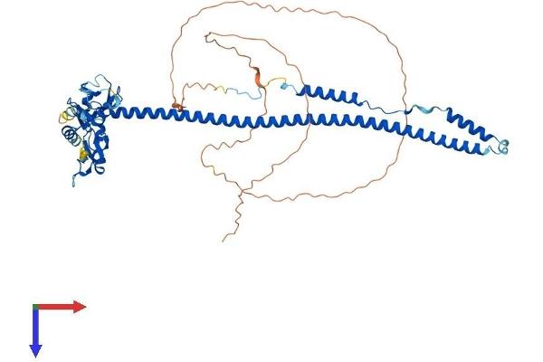 TRIM8 Protein (AA 1-551) (His tag)