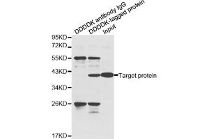 Immunoprecipitation of over-expressed DDDDK-tagged protein in HeLa cell incubated with DDDDK antibody. (DDDDK Tag Antikörper)