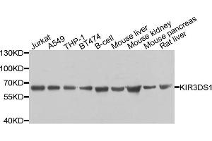 Western blot analysis of extracts of various cells, using KIR3DS1 antibody. (KIR3DS1 Antikörper)