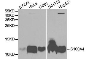 Western blot analysis of extracts of various cell lines, using S100A4 antibody. (s100a4 Antikörper  (AA 1-101))