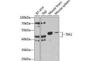 Western blot analysis of extracts of various cell lines, using TI antibody (2523) at 1:1000 dilution. (TIA1 Antikörper  (C-Term))