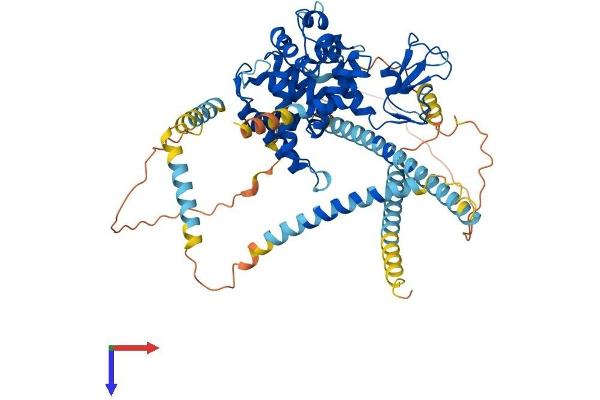 Dystrobrevin beta Protein (AA 1-627) (His tag)