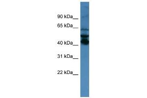 40787 antibody used at 0. (Septin 1 Antikörper  (N-Term))