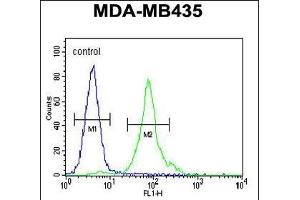 CCDC81 Antibody (Center) (ABIN655424 and ABIN2844962) flow cytometric analysis of MDA-M cells (right histogram) compared to a negative control cell (left histogram). (CCDC81 Antikörper  (AA 380-408))