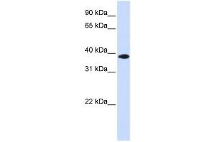 Western Blotting (WB) image for anti-Glycerol-3-Phosphate Dehydrogenase 1-Like (GPD1L) antibody (ABIN2459858) (GPD1L Antikörper)