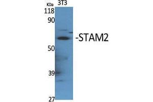 Western Blotting (WB) image for anti-Signal Transducing Adaptor Molecule (SH3 Domain and ITAM Motif) 2 (STAM2) (Tyr531) antibody (ABIN3180331) (STAM2 Antikörper  (Tyr531))