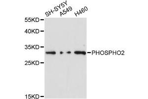Western blot analysis of extracts of various cell lines, using PHOSPHO2 antibody (ABIN6292820) at 1:3000 dilution. (PHOSPHO2 Antikörper)