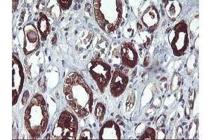 Immunohistochemical staining of paraffin-embedded Human Kidney tissue using anti-PDE1B mouse monoclonal antibody. (PDE1B Antikörper)