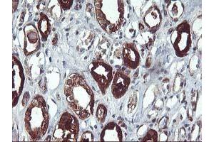 Immunohistochemical staining of paraffin-embedded Human Kidney tissue using anti-PDE1B mouse monoclonal antibody.