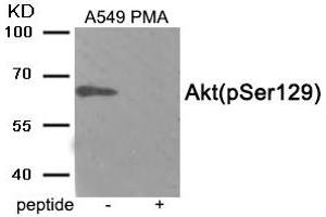 Western blot analysis of extracts from A549 cells treated with PMA using Phospho-Akt (Ser129) antibody. (AKT1 Antikörper  (pSer129))