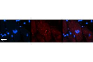 Rabbit Anti-NFATC1 Antibody    Formalin Fixed Paraffin Embedded Tissue: Human Adult heart  Observed Staining: Nuclear, Cytoplasmic Primary Antibody Concentration: 1:100 Secondary Antibody: Donkey anti-Rabbit-Cy2/3 Secondary Antibody Concentration: 1:200 Magnification: 20X Exposure Time: 0. (NFATC1 Antikörper  (C-Term))