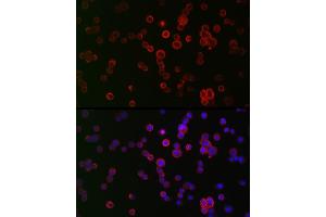 Immunofluorescence analysis of HT-29 cells using NOX1 Rabbit pAb (ABIN6133827, ABIN6144746, ABIN6144748 and ABIN6215916) at dilution of 1:50 (40x lens). (NOX1 Antikörper  (AA 200-300))