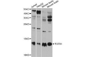 Western blot analysis of extracts of various cell lines, using TCEB1 antibody. (TCEB1 Antikörper)