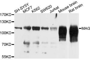 Western blot analysis of extracts of various cell lines, using MAG antibody (ABIN5974320) at 1/1000 dilution. (MAG Antikörper)