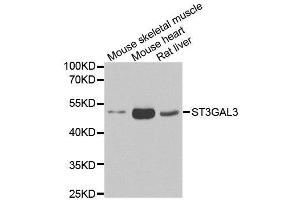 Western blot analysis of extracts of various cell lines, using ST3GAL3 antibody. (ST3GAL3 Antikörper)