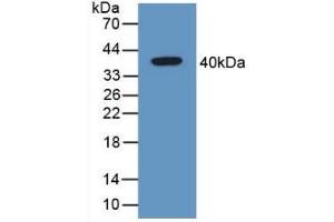 Detection of Recombinant GAL4, Mouse using Polyclonal Antibody to Galectin 4 (GAL4) (GAL4 Antikörper  (AA 1-326))