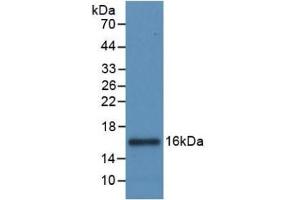 Detection of Recombinant IL8, Canine using Monoclonal Antibody to Interleukin 8 (IL8)