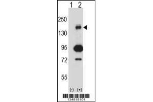 Western blot analysis of Map3k5 using rabbit polyclonal Mouse Map3k5 Antibody using 293 cell lysates (2 ug/lane) either nontransfected (Lane 1) or transiently transfected (Lane 2) with the Map3k5 gene. (ASK1 Antikörper  (C-Term))
