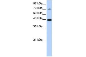 SF3B4 antibody used at 1. (SF3B4 Antikörper  (N-Term))