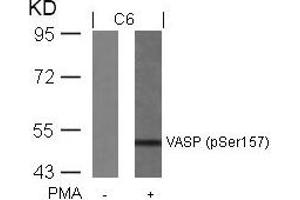 Western blot analysis of extracts from C6 cells untreated or treated with PMA using VASP(Phospho-Ser157) Antibody.