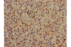 Immunohistochemistry of paraffin-embedded human adrenal gland tissue using ABIN7154324 at dilution of 1:100 (Golgin A3 Antikörper  (AA 217-405))
