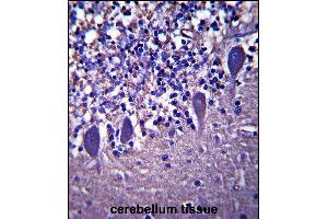 LRRC8B Antibody (N-term ) (ABIN657899 and ABIN2846850) immunohistochemistry analysis in formalin fixed and paraffin embedded human cerebellum tissue followed by peroxidase conjugation of the secondary antibody and DAB staining. (LRRC8B Antikörper  (N-Term))