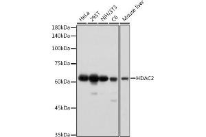 Western blot analysis of extracts of various cell lines, using HD antibody (ABIN7267708) at 1:1000 dilution.