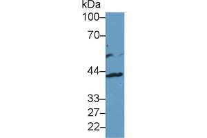 Western Blot; Sample: Human HepG2 cell lysate; Primary Ab: 1µg/ml Rabbit Anti-Human IL13Ra2 Antibody Second Ab: 0.
