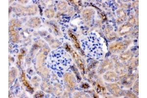 IHC testing of FFPE mouse kidney with GNB1 antibody at 1ug/ml. (GNB1 Antikörper  (AA 2-42))