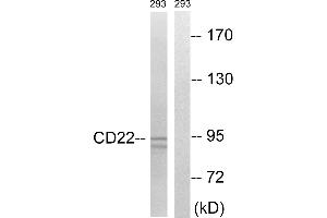 Western blot analysis of extracts from 293 cells, treated with Ca2+ (40nM, 40mins), using BL-CAM (Ab-807) antibody. (CD22 Antikörper  (Tyr807))