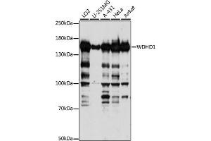 Western blot analysis of extracts of various cell lines, using WDHD1 antibody (ABIN7271351) at 1:1000 dilution. (WDHD1 Antikörper  (AA 830-1129))