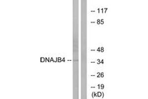 Western Blotting (WB) image for anti-DnaJ (Hsp40) Homolog, Subfamily B, Member 4 (DNAJB4) (AA 91-140) antibody (ABIN2889959) (DNAJB4 Antikörper  (AA 91-140))