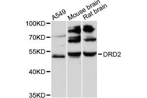 Western blot analysis of extracts of various cell lines, using DRD2 antibody (ABIN6291487) at 1:3000 dilution.