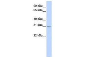 Image no. 1 for anti-Yip1 Interacting Factor Homolog B (YIF1B) (AA 144-193) antibody (ABIN6740915) (YIF1B Antikörper  (AA 144-193))