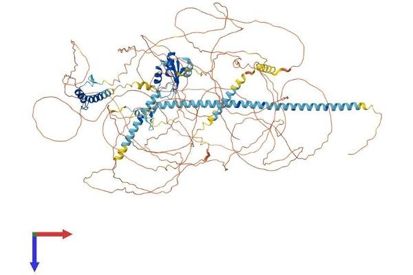 ACIN1 Protein (AA 1-1341) (His tag)