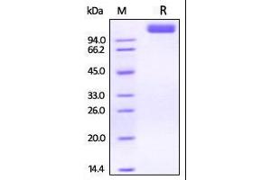 SDS-PAGE (SDS) image for VEGF Receptor 2 (VEGFR2) (AA 20-764) (Active) protein (His tag) (ABIN2870798)