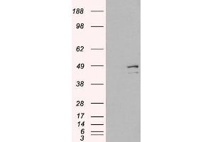HEK293 overexpressing DAP3 (RC223182) and probed with ABIN184743 (mock transfection in first lane), tested by Origene.