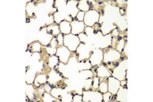 Immunohistochemistry of paraffin-embedded mouse lung using IFRD1 antibody. (IFRD1 Antikörper)