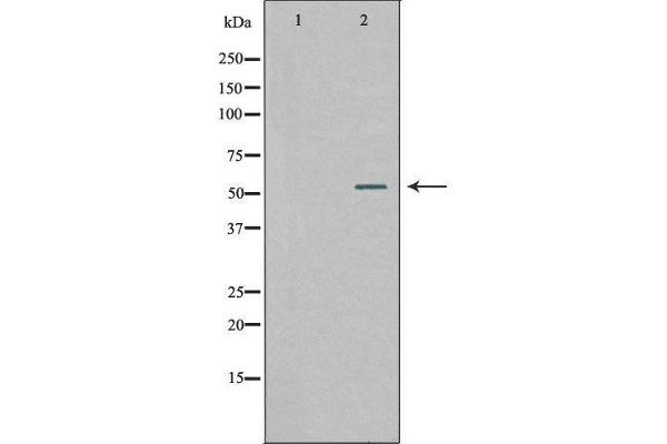 WASF2 Antikörper  (Internal Region)