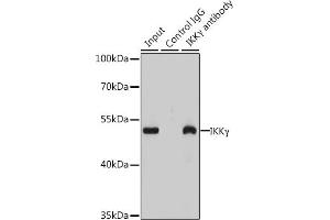 Immunoprecipitation analysis of 200 μg extracts of  cells using 3 μg IKKγ antibody (ABIN6130478, ABIN6142284, ABIN6142286 and ABIN7101404).